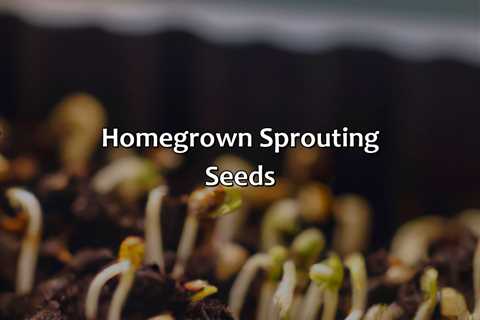 Homegrown Sprouting Seeds