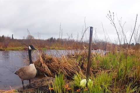 The River Is Springing to Life. It’s Trail Cam Time.