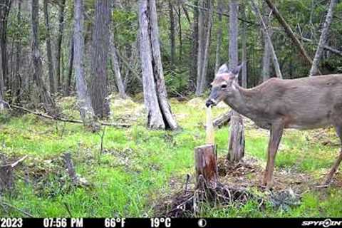 Northern Michigan Wildlife: Trail Camera Footage