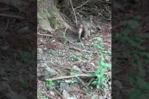 Journey of the Jungle Dwellers: Trail Camera Tracks the Movements of Japan''s Wild Monkeys! #shorts