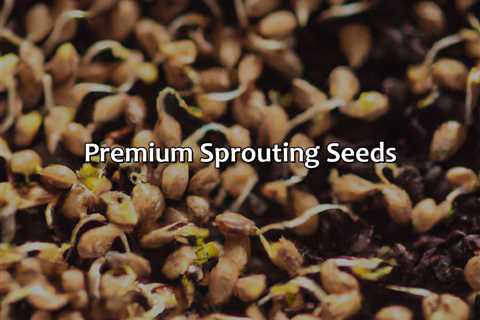 Premium Sprouting Seeds