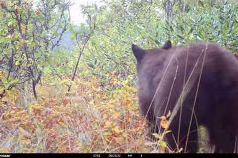 North Idaho Black Bear on trail camera