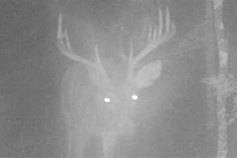 East Tennessee Trail Camera Episode 2