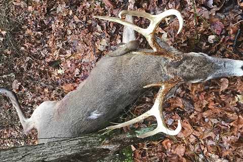 Latest Scientific Research On Antler Growth Factors