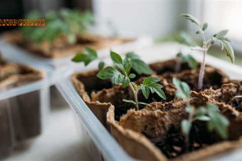 How to Prevent Damping Off Disease in Your Seedlings