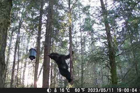 Vikeri A1 Trail Camera video footage of bear after my deer feeder.