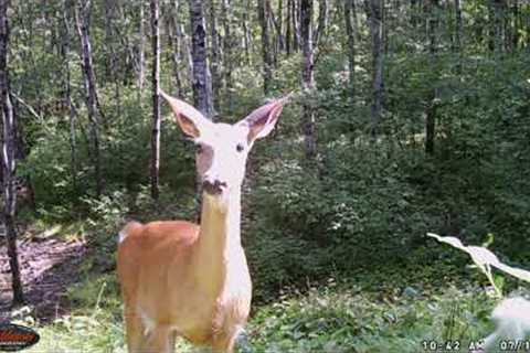 Trail Camera #shorts