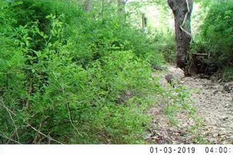 Trail Camera Video Middle Tennessee Wildlife 15.