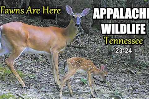 Appalachia Wildlife Video 23-24 from Trail Cameras in the Foothills of the Great Smoky Mountains