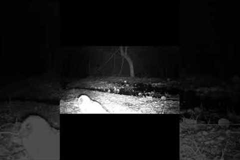 Flying owl trail camera Ozark Wild