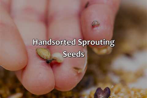 Hand-Sorted Sprouting Seeds