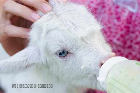 Know Kidding: How to Care for a Rejected Baby Goat