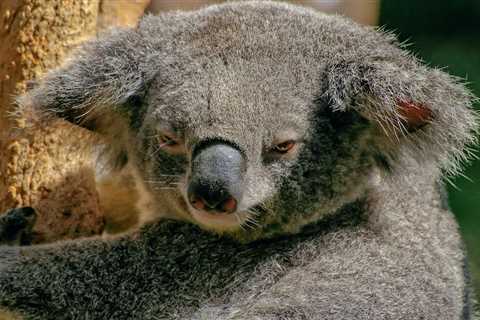 Koalas: Are they Dangerous?