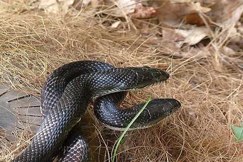 So, Are Black Snakes Poisonous?