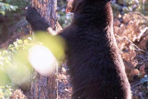 Best Spring Black Bear Hunt in the USA