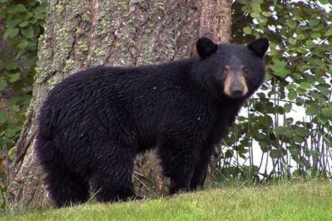 Black Bears: Are they Dangerous?