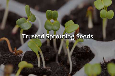 Trusted Sprouting Seeds