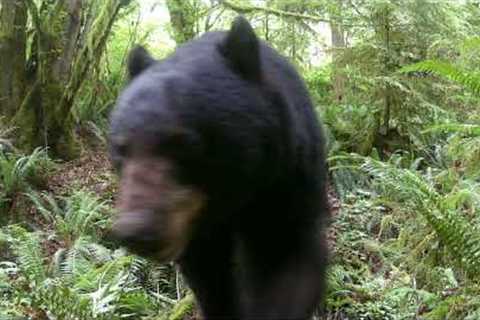 Hapimp Trail Camera - These two used this bridge several times in the last few weeks.