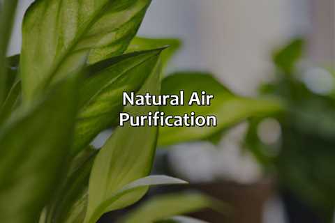 Natural Air Purification