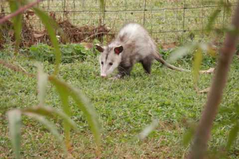 Opossum: Are They Dangerous?