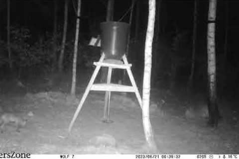 HuntersZone Wolf 30MP 4K 4G LTE Cloud. A little Fox take a round checking up the feeder 2023-06-21