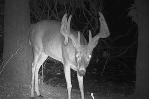 Whitetails Up Close!! Trail Camera Videos.