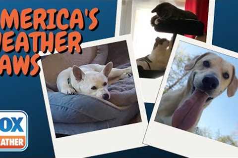 America's Weather Paws | July 23