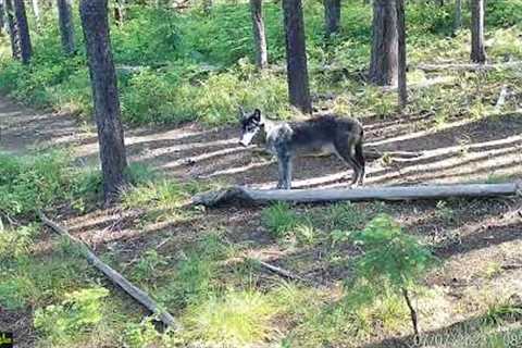 Wolf, Wolverine, And Mountain Lion Daytime | Cellular Trail Camera Video