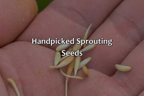 Hand-Picked Sprouting Seeds