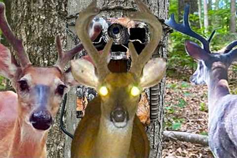 Full Velvet Summer Bucks Trail Cam Videos