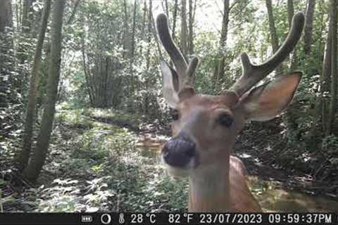 BUCK LOVES THE CAMERA! CITWC Nature Park Trail Cam Videos #52 07-2023