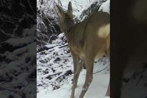 Wild Deer with Tumor in Pain caught on Trail Camera