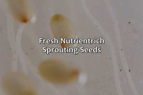 Fresh Nutrient-Rich Sprouting Seeds