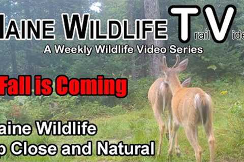 Maine Wildlife | Trail Cam | Bear | Deer | Bobcat | Coyote Pack | Close Up and Natural