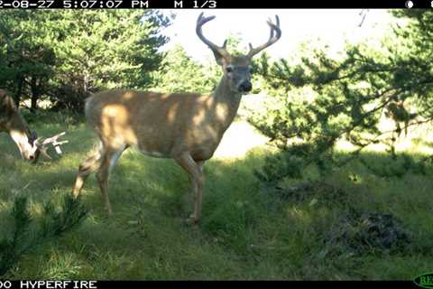 Why Do Deer Shed Their Antlers?