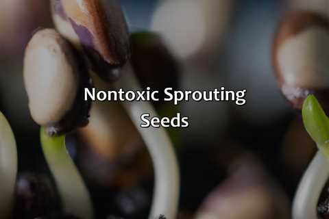 Non-Toxic Sprouting Seeds