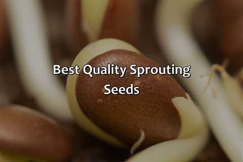 Best Quality Sprouting Seeds