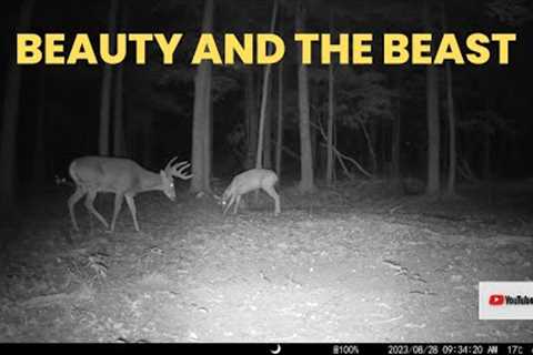 Whitetail Buck Wakes Up Snoozing Doe | Trail Cam Videos