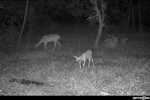 A Busy Night at the Watering Hole! Spypoint Flex Trail Camera Video