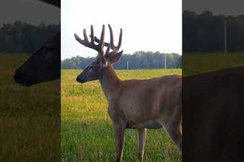 Final #velvetbuck trail camera check of the season! #short #shorts #trailcamera #trailcam #deer