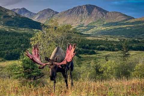 Bloody Bull Moose and all I had was my Phone