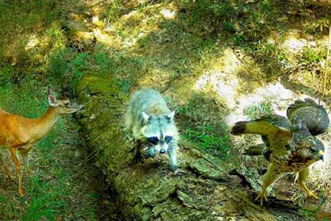 Alabama Wildlife Log Crossing Trail Camera Videos