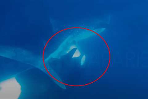 Watch an Orca Remove and Eat a Live Whale Shark’s Liver