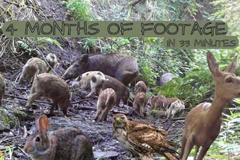 I left Trail Camera Untouched for 4 Months by the Stream and found...