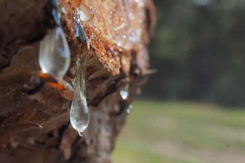 What Exactly Is Tree Sap?