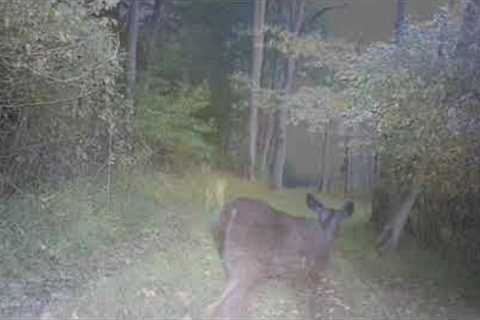 Checking trail cameras freshen up bait holes and some trail cam pics and video.