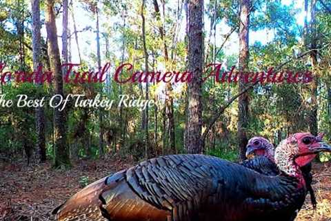 Florida Trail Camera Adventures..Turkey Ridge