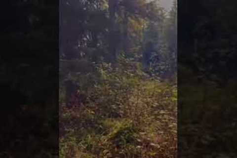 Gigantic Bigfoot Towering Over Trees Moves While Being Filmed on a Trail Camera!