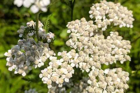 So, Is Yarrow Edible?