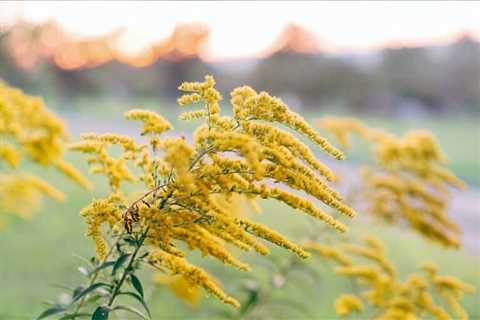 5 Goldenrod Lookalikes To Learn To Identify